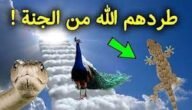ما هي الحيوانات التي لا تدخل الجنة