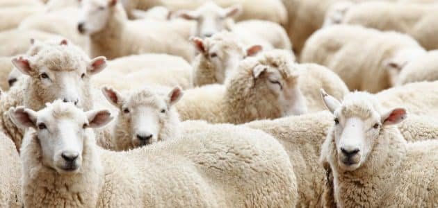 هل يجوز الاشتراك في الأضحية بين الإخوة