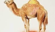 ماذا يسمى شحم سنام الجمل – خليجنا