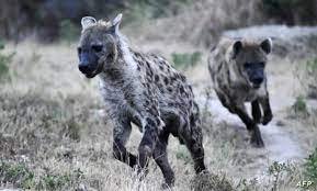 ما هو الحيوان الذي عندما يموت يلتزم حضور الشرطة لدفنه – خليجنا