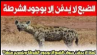 لماذا لا يدفن الضبع الا بوجود الشرطة – خليجنا