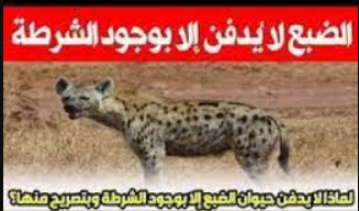 لماذا لا يدفن الضبع الا بوجود الشرطة – خليجنا 1 لماذا لا يدفن الضبع الا بوجود الشرطة – خليجنا