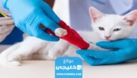 كيف اعلم ان قدم القط كسرت.. كسور العظام عند القطط