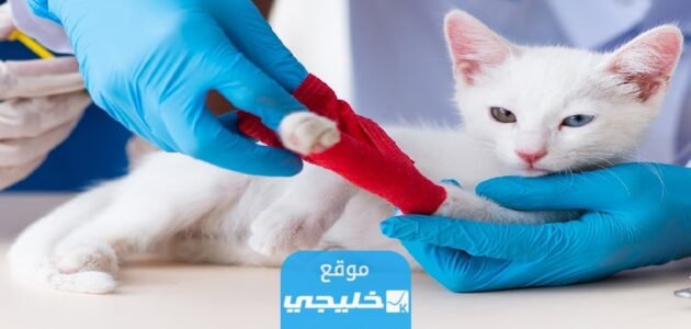 كيف اعلم ان قدم القط كسرت.. كسور العظام عند القطط