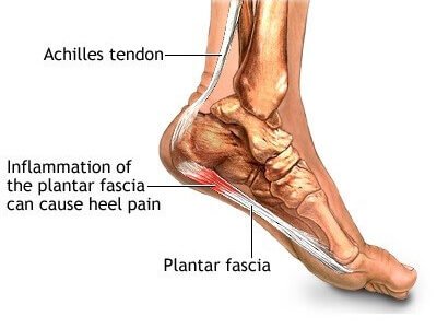 اخمص القدم ما هو – خليجنا