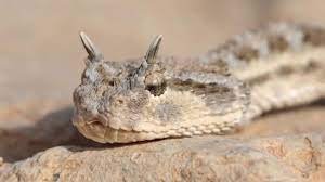 حية قصيرة خبيثة من 4 حروف