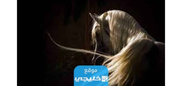 من هو النبي الذي احب الخيل