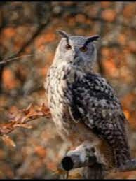 من هو الطائر الذي بكى على الامام الحسين