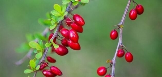 ما هي عبشة البربرين ويكيبيديا