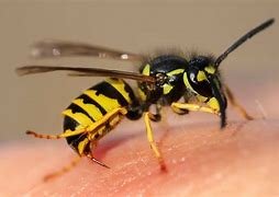 سبب وجود الدبور في البيت – خليجنا