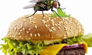 طريقة طرد الدبابير من المنزل – خليجنا