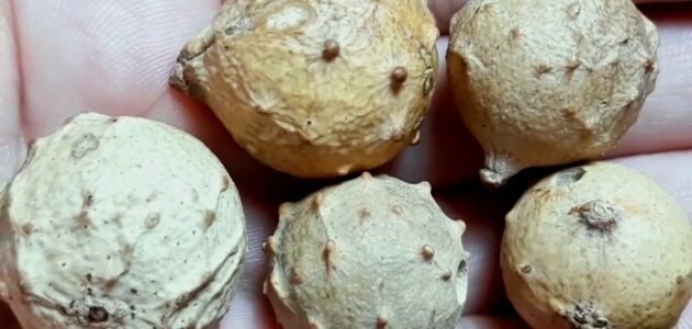 ما هو العفص بالمصري – خليجنا