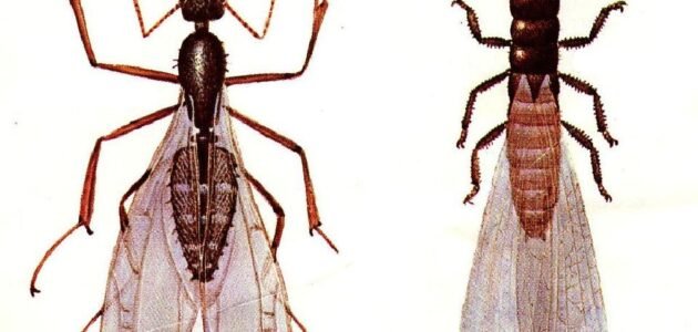 نملة ذات جناحين من 3 حروف