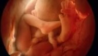 متى تشعر الأم بحركة الجنين إذا كان ولد