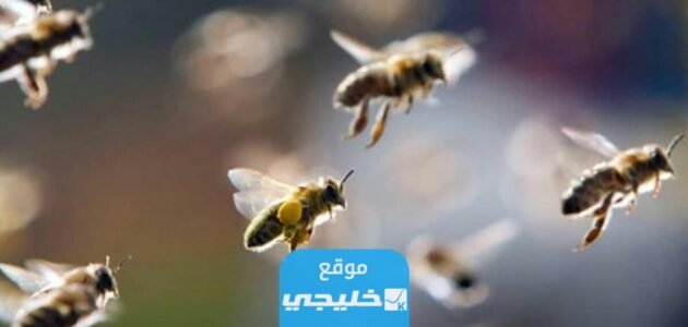 من هو الصحابي الذي حماه الله بالنحل 1 من هو الصحابي الذي حماه الله بالنحل