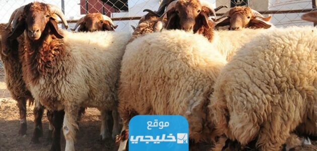أسعار المواشي في البحرين 2023 ارتفاع الأسعار مع اقتراب عيد الأضحى