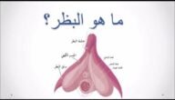 ما هو البظر عند المرأة