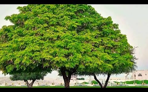 شجرة السبحبح ويكيبيديا، – خليجنا