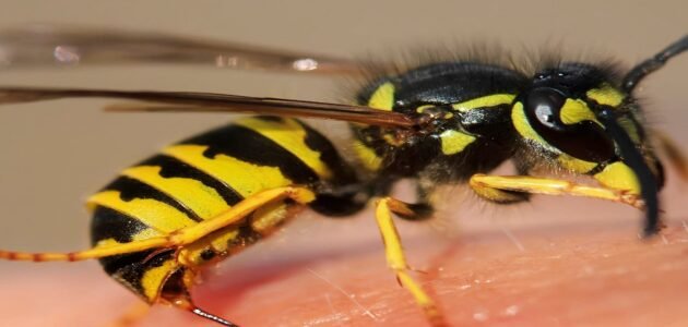 سبب وجود الدبور في البيت