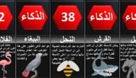 من هو اذكى حيوان – خليجنا