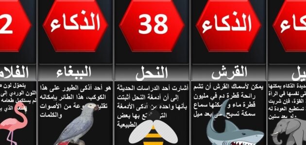 من هو اذكى حيوان – خليجنا
