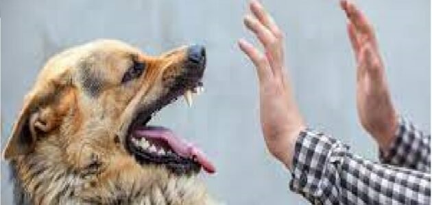 علاج rabies أفضل شرح طريقة لعلاج سعار الكلب