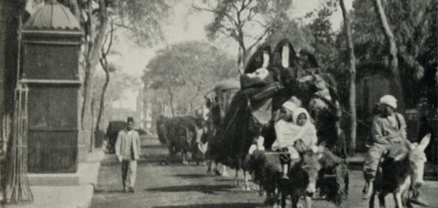 اصل عائلة الرعوجي الى اي قبيلة