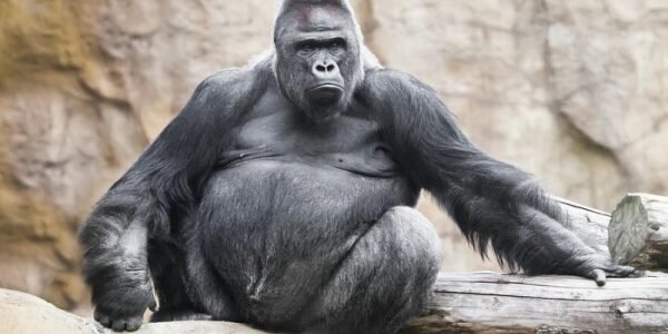 هل الغوريلا مفترس – خليجنا