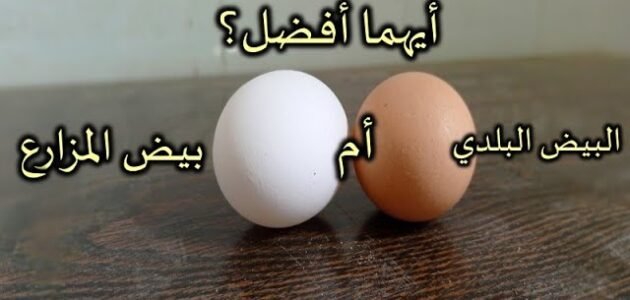 ما الفرق بين البيض الابيض والاحمر