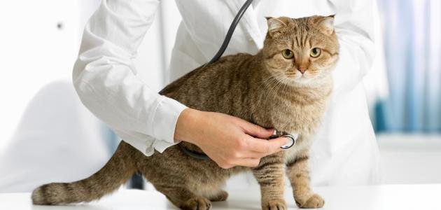 هل القطط تسبب العقم؟ وما الأمراض التي تتسبب فيها القطط للبشر؟ 1 هل القطط تسبب العقم؟ وما الأمراض التي تتسبب فيها القطط للبشر؟