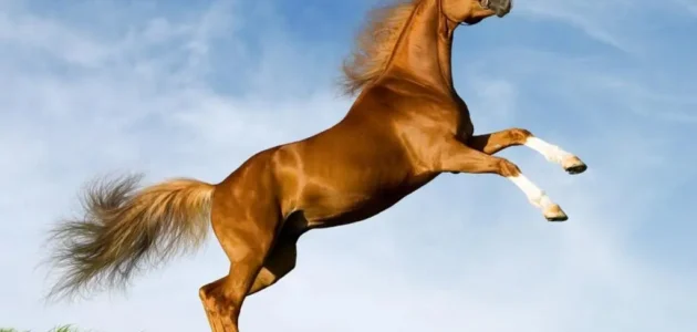 ما حكم اكل لحم الحصان ابن باز