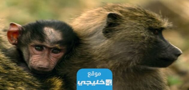 كم غرامة اطعام قرود البابون في السعودية 2023/1445