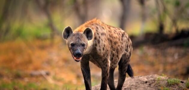 لماذا لا يتم دفن الضبع الا بوجود الشرطة