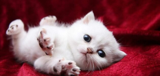 ما معنى ما هو تفسير حلم امرأة تلد قطة بشارة خير أو شر 1 ما معنى ما هو تفسير حلم امرأة تلد قطة بشارة خير أو شر