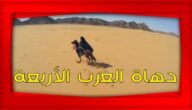 من هم دهاة العرب الاربعة – خليجنا