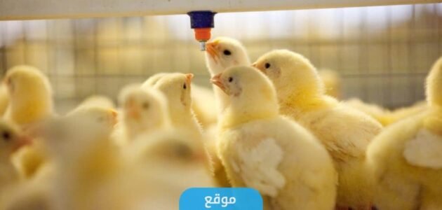 ماذا يأكل الصوص أو الكتكوت بعد التفقيس