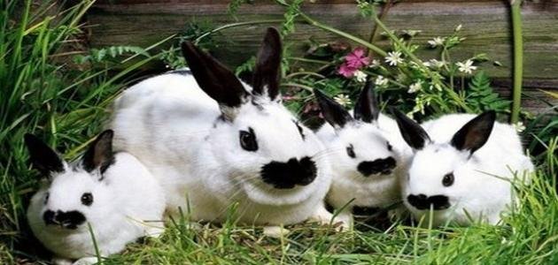 ما هو صوت الارنب ويكيبيديا