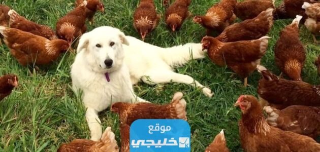 شروط تربية الحيوانات والدواجن في البيوت في الكويت 2023