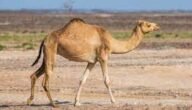 ما هو سنام الجمل – خليجنا