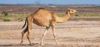 ما هو سنام الجمل – خليجنا