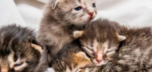 كيف خلق القط – خليجنا