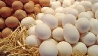 ماهي العناصر الغذائية التى يحتوى عليها البيض