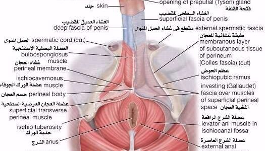 ما هو اللجام عند الرجل 1 ما هو اللجام عند الرجل