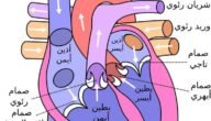 الوعاء الدموي الذي يخرج من البطين الايسر هو