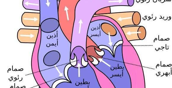 الوعاء الدموي الذي يخرج من البطين الايسر هو