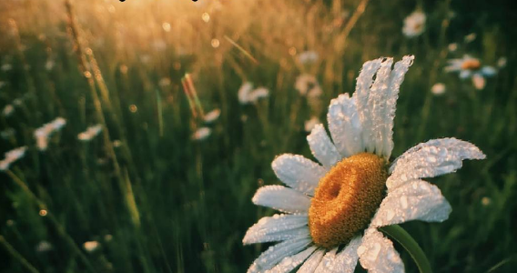 دعاء الصباح للرزق والفرج مكتوب 1445 دعاء صباح يوم جديد