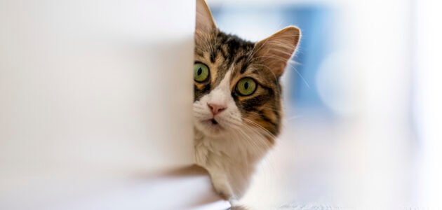 كيف ترانا القطط – خليجنا