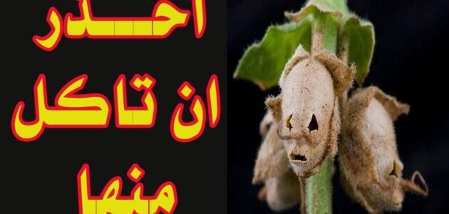 ما هي الشجرة الملعونة في القران