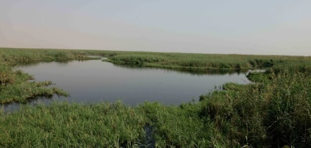 كم رسوم دخول محمية صباح الاحمد الطبيعية في الكويت
