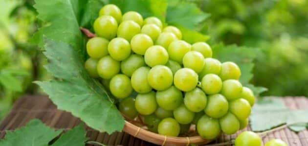 كم سعر حراري في 100 جرام عنب 1 كم سعر حراري في 100 جرام عنب